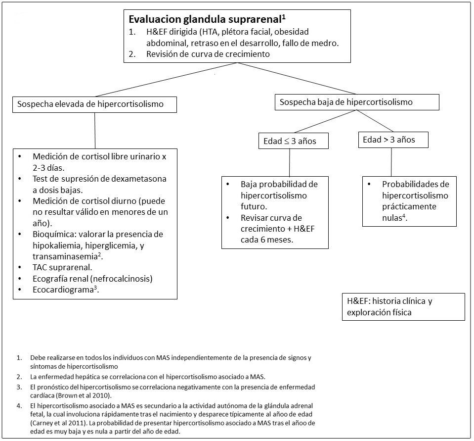 Evaluaciones recomendadas para la disfunción de las glándulas suprarenales en individuos con Displasia Fibrosa/Síndrome de McCune-Albright
